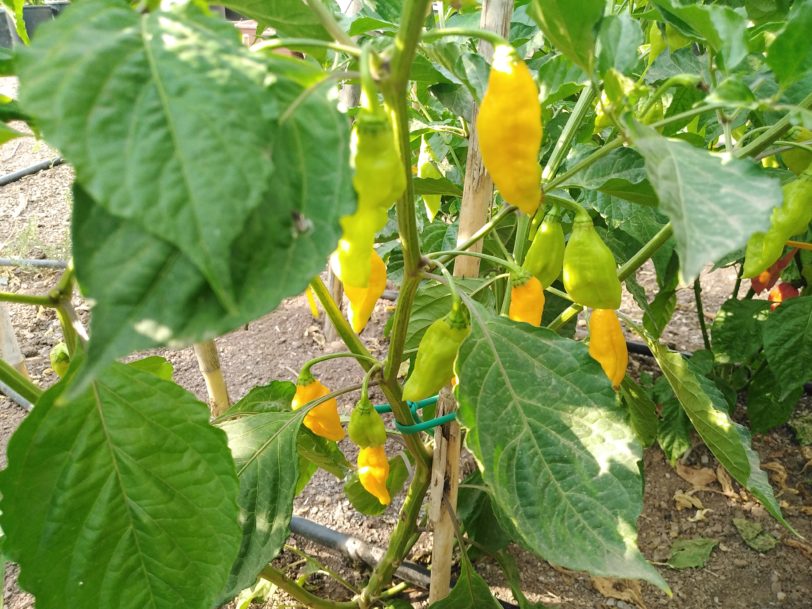 Yellow Ghost Pepper Seeds