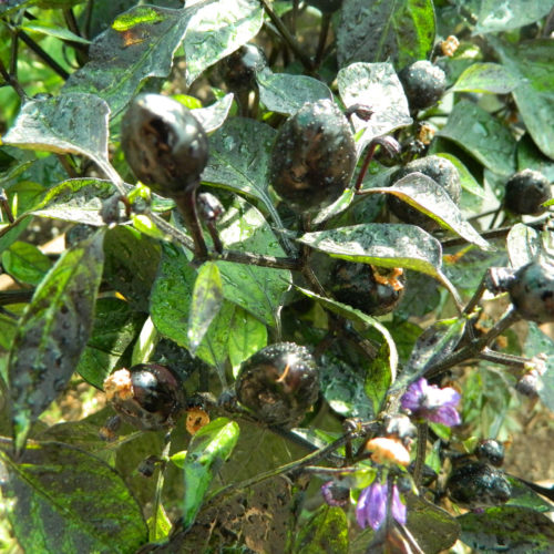 Black Olive Chilli Seeds