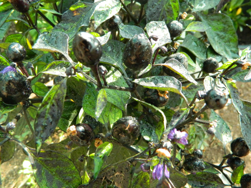 Black Olive Chilli Seeds