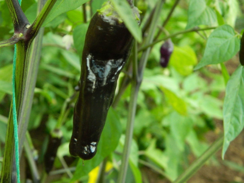Black Thai TQ Chilli Seeds