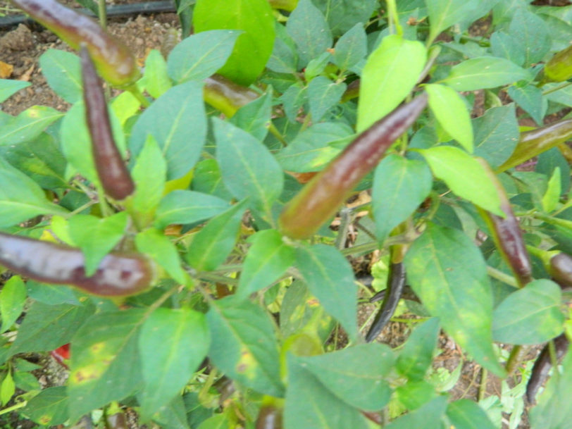 Purple Cayenne Chilli Seeds