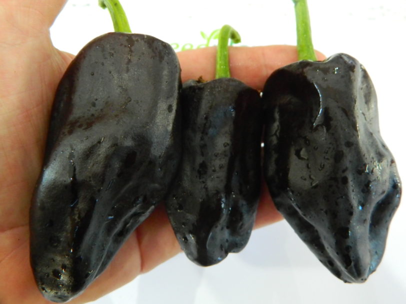 Chilihuacle Negro Chilli Seeds