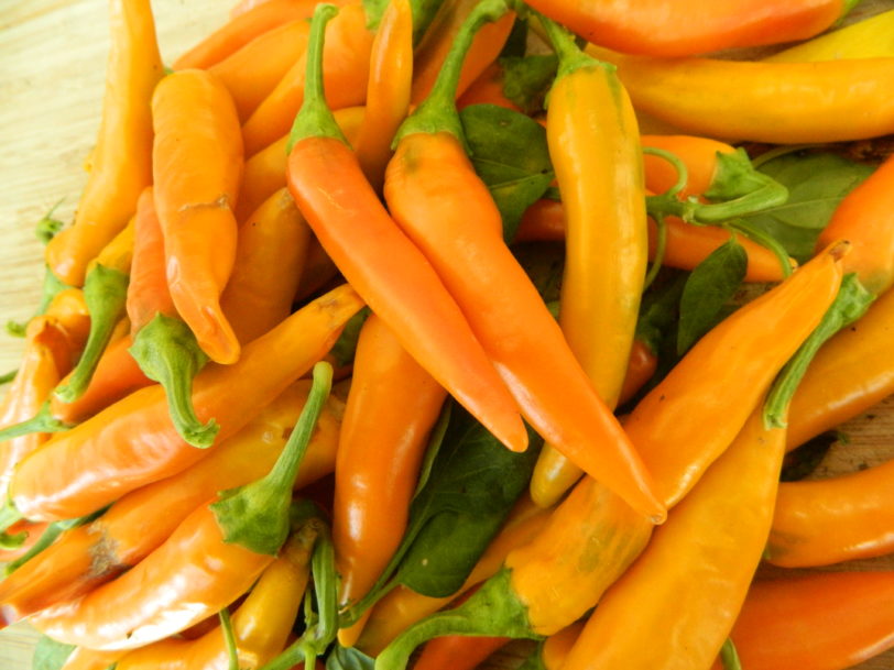 Bulgarian Carrot Chilli Seeds