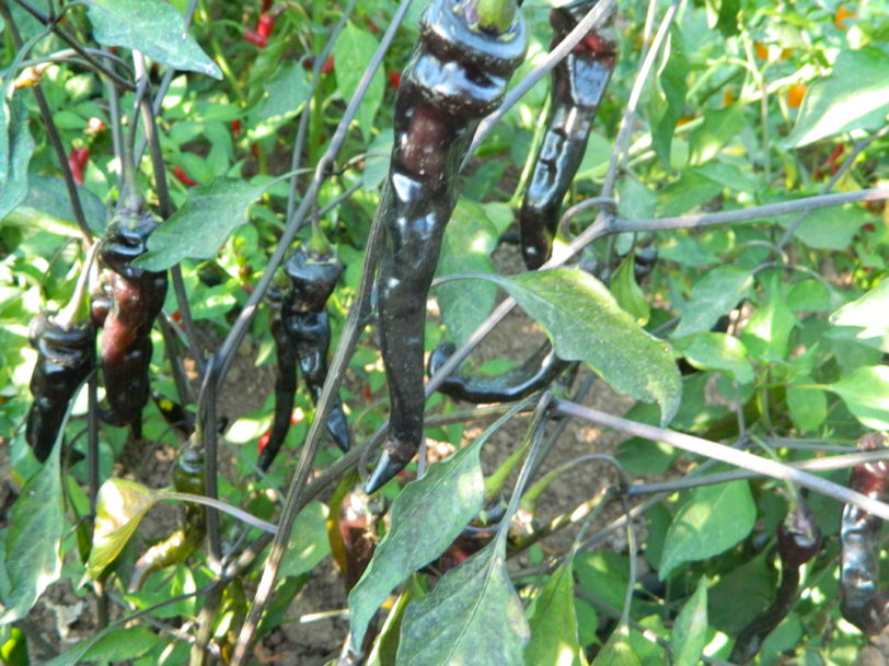 Thai Black Pepper Seeds