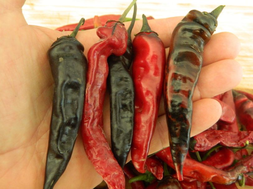 Black Thai TQ Pepper Seeds