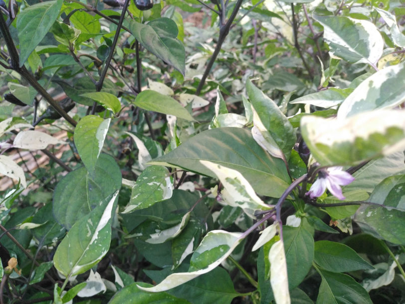 RH Lilac Chilli Seeds