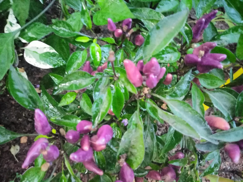 Purple Thai Chilli Seeds