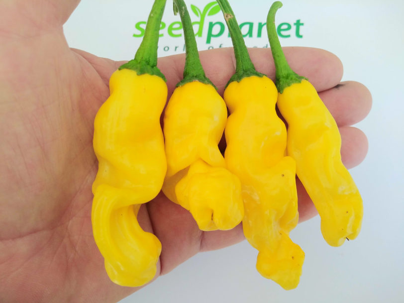 Peters Pepper Yellow Chilli Seeds