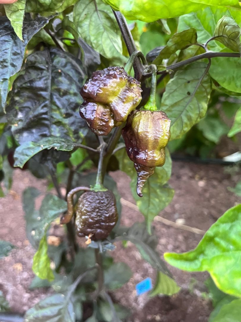 Carolina Reaper Purple Chilli Seeds