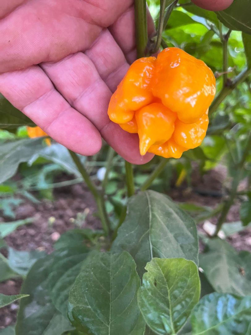 Carolina Reaper Orange Chilli Seeds