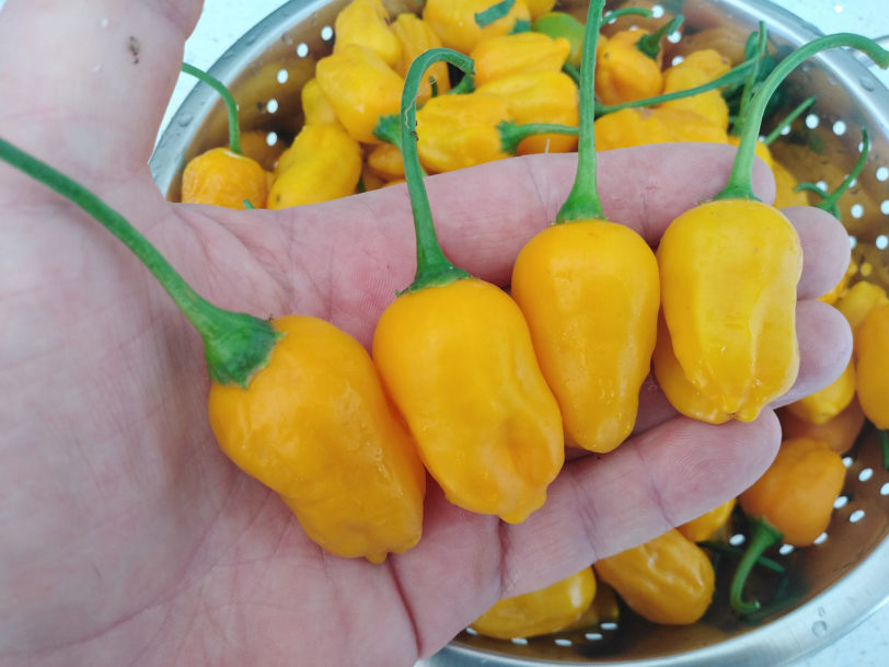 El Oro De Ecuador Chilli Seeds
